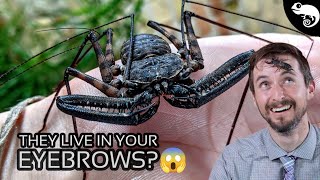 Arachnids  Everything You Want to Know and a Few Things You Dont [upl. by Alma]