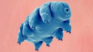 What Is A Water Bear [upl. by Aicnelav]