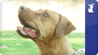 Rhodesian Ridgeback  Doglopedia [upl. by Warden]