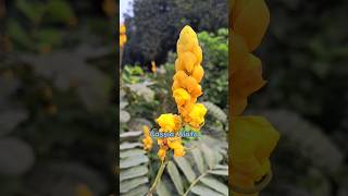 Cassia Alta l দাদমর্দন l Hasan Life ltrending viralvideo gardenplant gardening [upl. by Lanae]