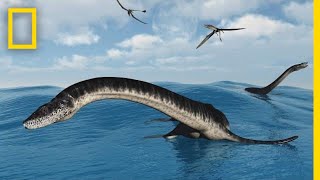 Plesiosaurs 101  National Geographic [upl. by Schriever920]