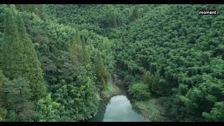 Drone Captures Incredible Bamboo Forest [upl. by Notslar538]