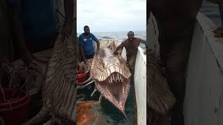 They Caught the GIANT Mysterious Sea Creature Thats Been Haunting Fishermen [upl. by Royal]