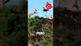 😱manada de leones cazando animales animalessalvajes animals mundoanimal 😱 [upl. by Mellar848]