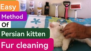 Persian kitten fur cleaning method  Persian kitten grooming for silky and fluffy hairs UrduHindi [upl. by Llerref394]