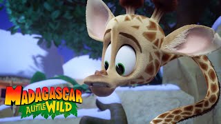 Melman Helps Out  MADAGASCAR A LITTLE WILD [upl. by Wisnicki]