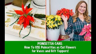 POINSETTIA CARE New Varieties How To USE Poinsettias as Cut Flowers for Vases and Gift Toppers [upl. by Eenaej]