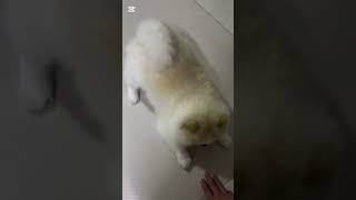 Dog cute😁😀 shortsvideo pets animals cute short shortvideo pets [upl. by Aisyram]