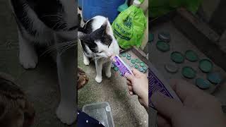 Feeding my tuxedo cat viralvideo catbreed video [upl. by Cairistiona]