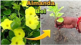 How to grow allamanda vine  golden trumpet Vine from cutting [upl. by Ardnasil946]