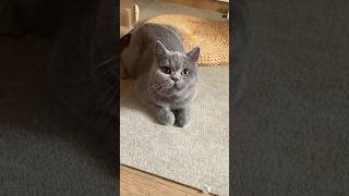 It’s The British Shorthair Cat ❤️🥰 cute cat britishshorthair [upl. by Cal559]