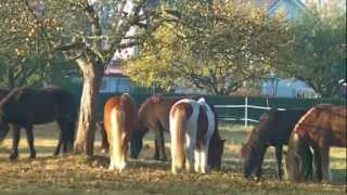 Eindrücke vom Islandpferdehof Ickelsbach  Hoftrailer 2 [upl. by Ailisec636]