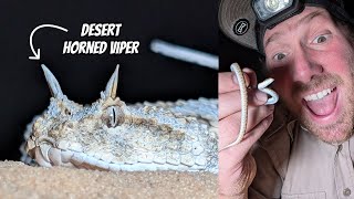 Finding Vipers in the Western Negev  Field Herping Israel [upl. by Fancie4]