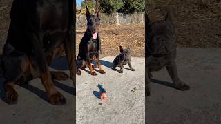 Off leash ECollar training Doberman and Frenchie ecollar ecollartraining dogs puppy doberman [upl. by Millisent]