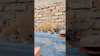 Is Cat breed Ka Name Batao cat kittenslovers shorts [upl. by Ahsikram62]