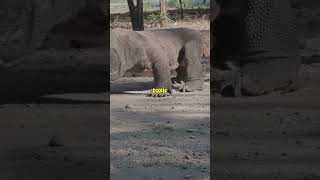 Epic showdown Komodo dragon versus alligatorwildlifenatureloversfypシ゚viral [upl. by Stephania]