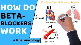 How do Beta Blockers Work  Pharmacology [upl. by Aetnahc]