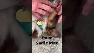 DOG LOSES BABY TEETH  puppy dogs babyteeth dogteeth australianshepherd pets ToothCareForDogs [upl. by Lerraj]