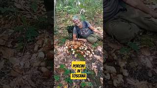 Funghi Porcini 2024 quotPorcini In Toscana quot 🍄‍🟫 NaturaWild FunghiPorcini2024 PorciniEstatini [upl. by Nyrmac]