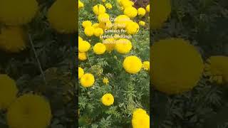 yellow sunil marigold kalash seeds farming marigold [upl. by Carlye]