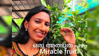 All About Miracle Fruit ഒരു അത്ഭുത പഴം പ്രമേഹ രോഗികൾക്ക് ആശ്വാസം exotic fruit plant [upl. by Strait]