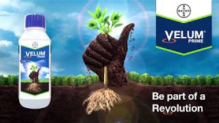 Velum Prime The Best Nematodes Treatment Solution  Bayer [upl. by Jedediah]