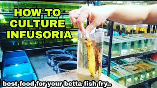 HOW TO CULTURE INFUSORIA best food for 3 day old betta fry🇵🇭 [upl. by Victorine]