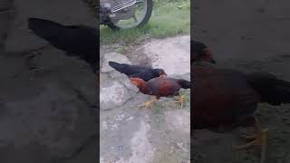 🐓🐓கோழி அட்டகாசம்shortvideo comedy கோழி கோழிவளர்ப்பு [upl. by Eniawtna207]