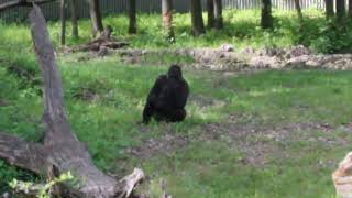 Gorilla Enclosure at the Kansas City Zoo kczoo zoo KC Gorillas Gorilla [upl. by Skipp189]