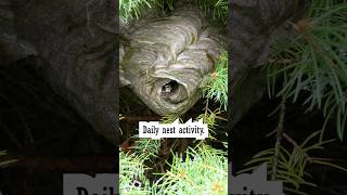 Bald Faced Hornets Daily Nest [upl. by Waxman548]