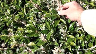 Chinese star variegated tricolour Jasmine growing and propagating [upl. by Jonah]