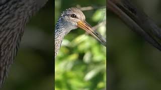 Limpkin Calling Screeching and Screaming [upl. by Enywtna]