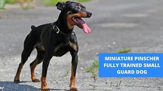 THE MINIATURE PINSCHER  FULLY TRAINED SMALL GUARD DOG [upl. by Outlaw]