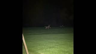 Big buck see spotlighting deer bucks outdoors spotlight [upl. by Gardie]