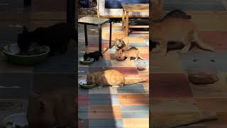 Visionary Injection TV Cats Episode 48 [upl. by Gabor885]