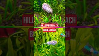 Difference Between Borneo Loach vs Hillstream Loach [upl. by Nairad]