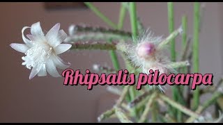 Suculentas  Rhipsalis pilocarpa com flores [upl. by Cohlier]