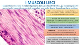 I TESSUTI MUSCOLARI LISCI [upl. by Hawken]