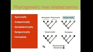 Apomorphy  Autapomorphy  Symplesiomorphy  Homoplasy [upl. by Iaka]