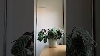 Timelapse of plants moving during the day Prayer plant ctenanthe plantsthatmove planttimelapse [upl. by Omissam804]