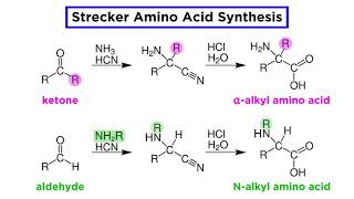 Strecker Amino Acid Synthesis [upl. by Edualcnaej]