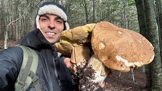 Dove trovare FUNGHI PORCINI GIGANTI XXL al freddo  Tra abeti e faggi Boletus edulis e aestivalis [upl. by Jone]