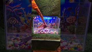 OSCAR FISH TANK SETUP video [upl. by Jezebel]