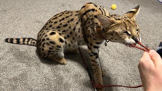 Serval Playing [upl. by Tezil]