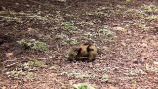 Prairie Dog Collects Nesting Material [upl. by Akanke]