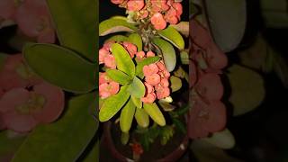 euphorbia milii plant growth Greenshine210 [upl. by Malachy358]