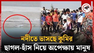 নদীতে ভাসছে কুমির আতঙ্কে খাদ্য হিসেবে রাখা হয়েছে ছাগলহাঁস  Crocodiles  Kushtia  Kalbela [upl. by Eugor]