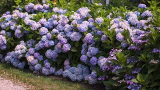 How to Deadhead Hydrangeas [upl. by Kora]