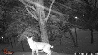 Bobcat in the backyard [upl. by Josi]