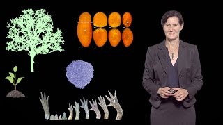 Dominique Bergmann Stanford U  HHMI 1 Key issues in plant development [upl. by Sida217]